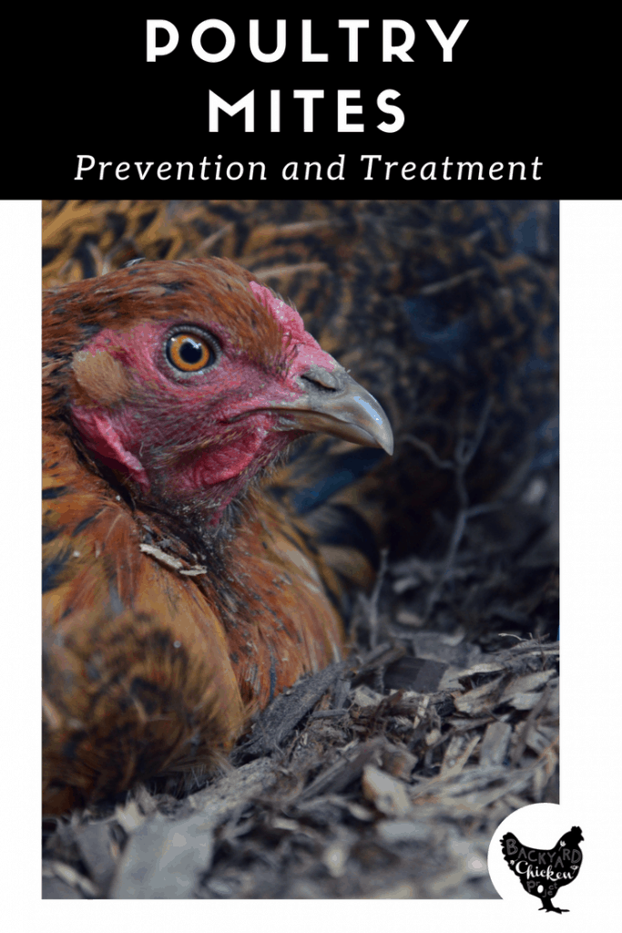 Chickens & Mites Prevention and Treatment