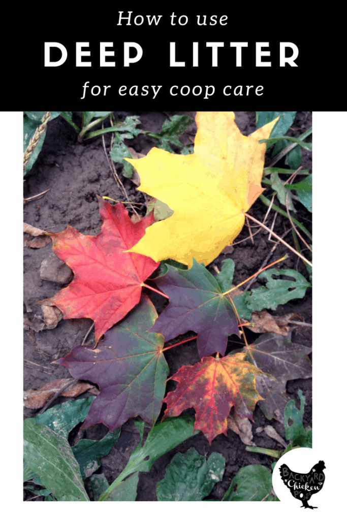 Inside the Chicken Coop The Deep Litter Method