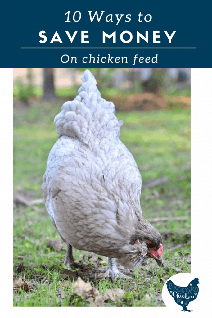 10 Ways to Save Money on Chicken Feed