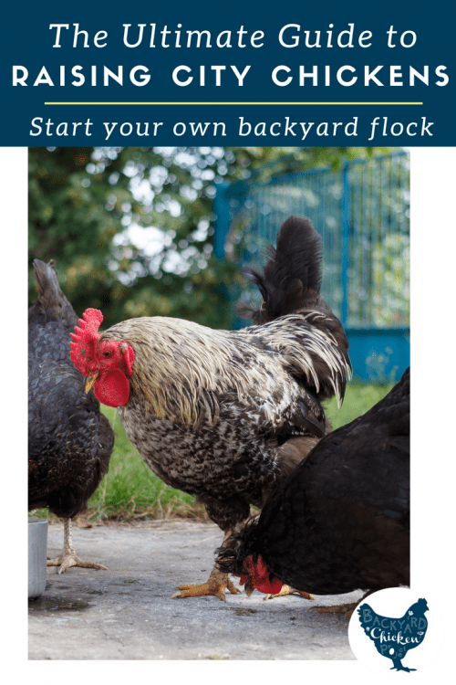 The Ultimate Guide to Raising Chickens in the City