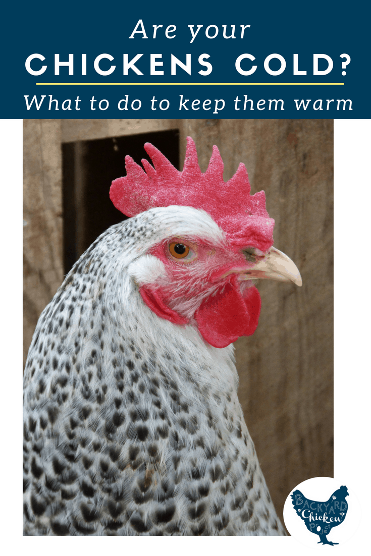 Are Your Chickens Cold?