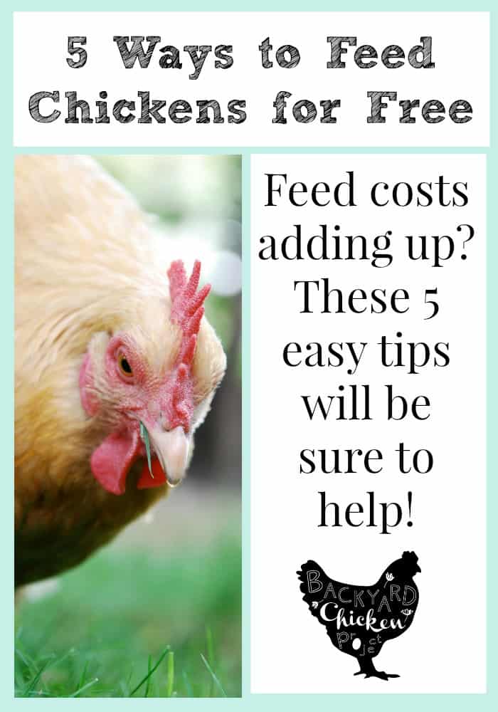 5 Ways to Feed Chickens for Free