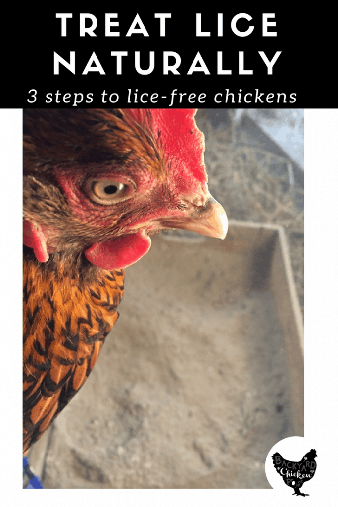 Natural Chicken Lice Treatment