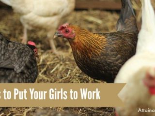 If you've got egg laying chickens, are you making them earn their keep? Sure, they give you eggs, but they can help out around the yard, too!