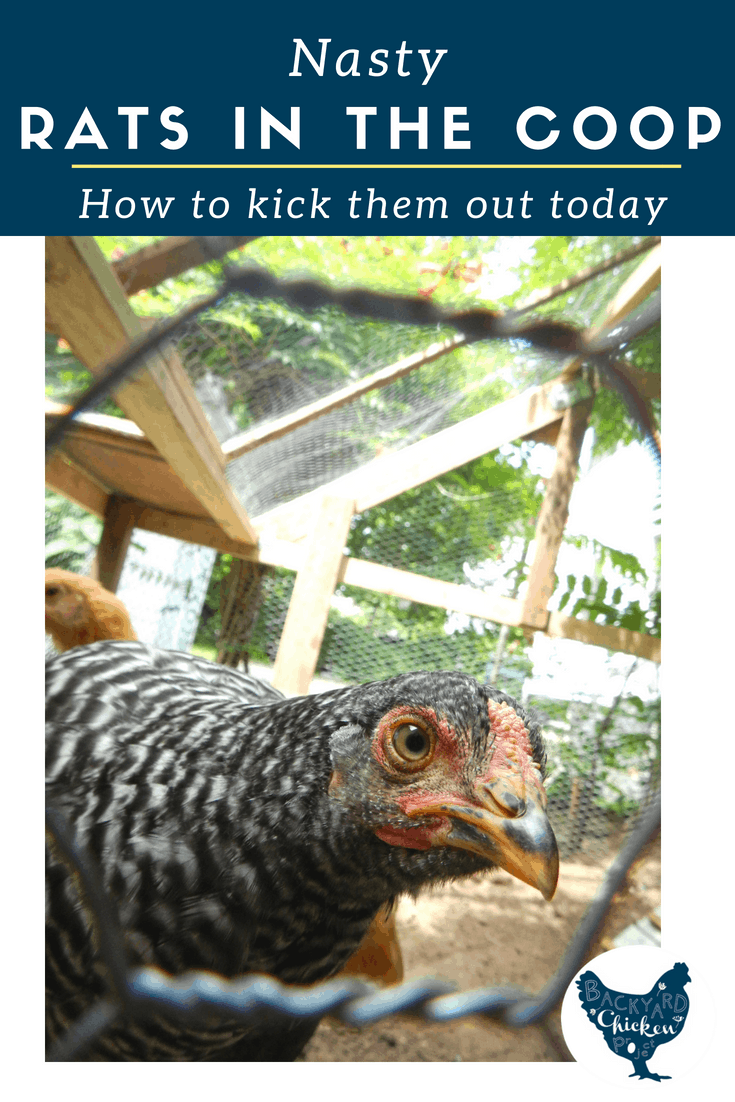 Get rid of rats in the chicken coop Backyard Chicken Project