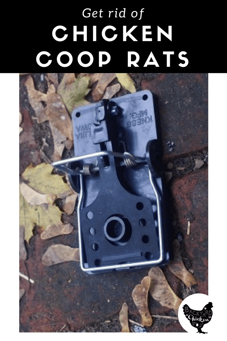 Get rid of rats in the chicken coop Backyard Chicken Project