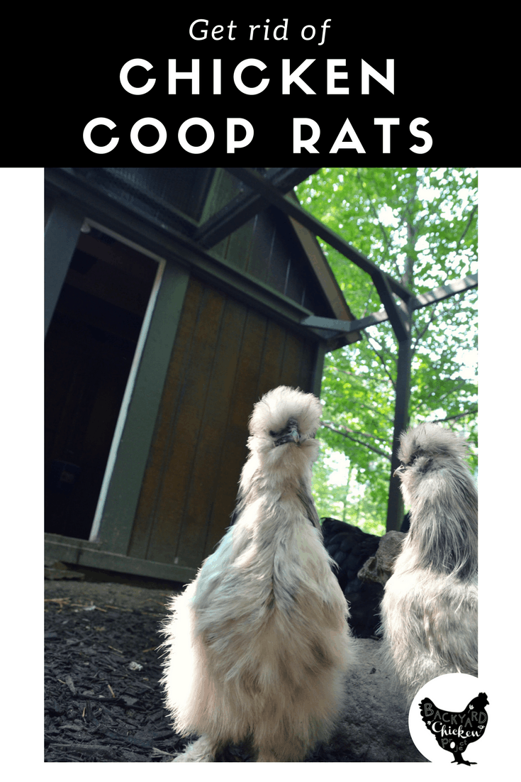 Get rid of rats in the chicken coop Backyard Chicken Project