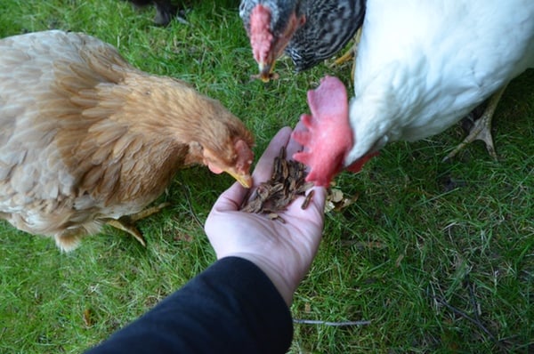 Chickens eating dried grubs out of someone's hand