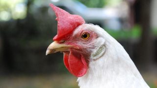 Don't let the feed store convince you that you have to buy EVERY chicken supply to successfully raise poultry. Here's six products we believe you don't need, so you can spend your money elsewhere, like on more chickens!