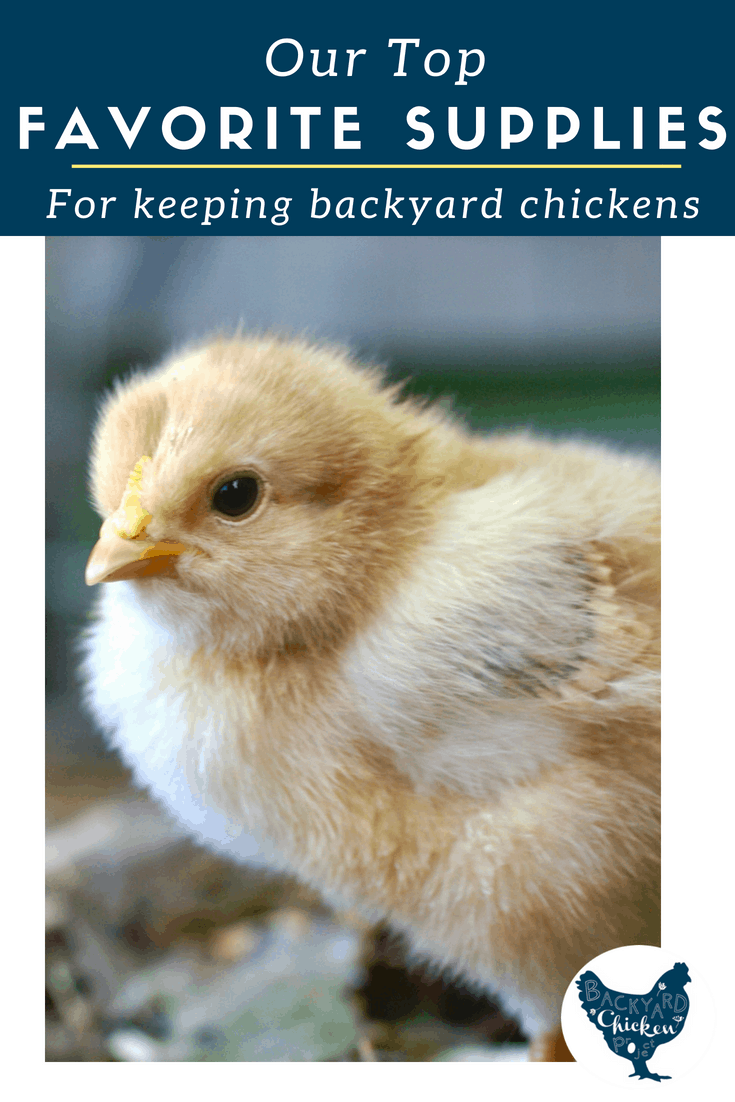 7 essential chicken keeping supplies Backyard Chicken Project