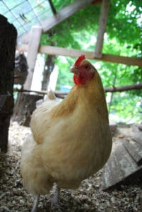 Buff Orpington: How to Choose the Best Chicken Breed