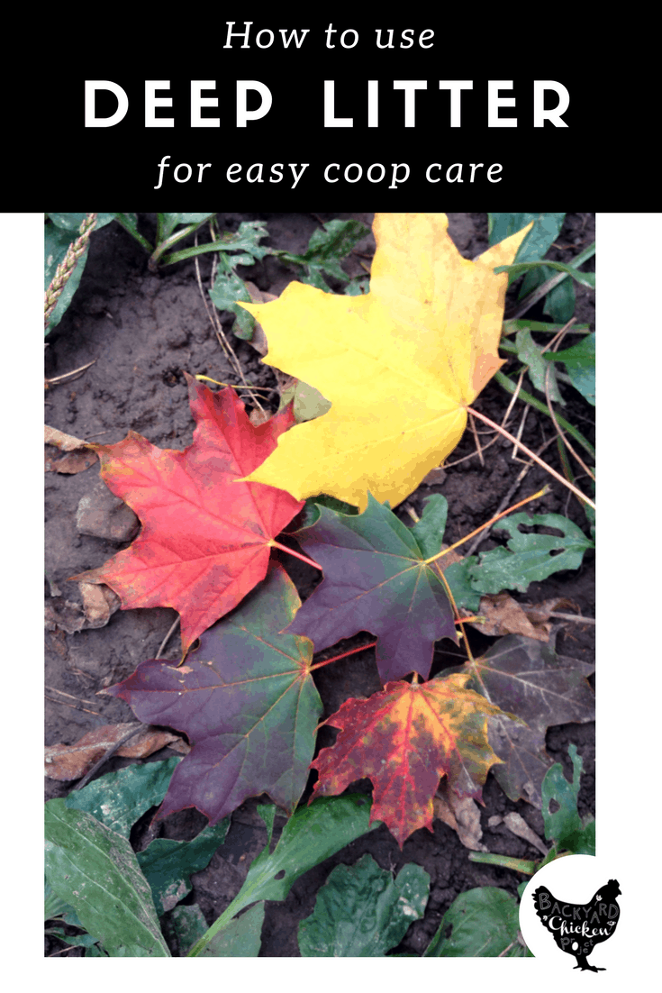 How to use the deep litter method Backyard Chicken Project