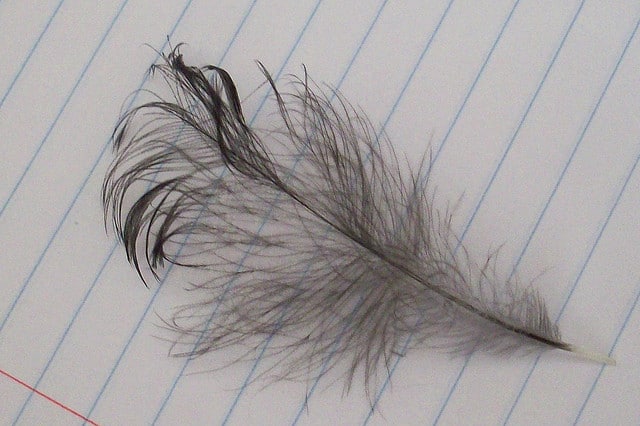A silkie chicken feather on lined paper. 