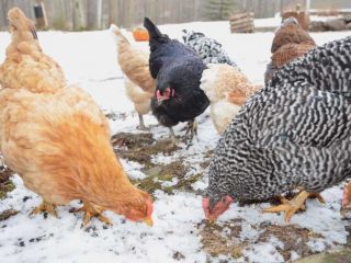 Keeping chickens in the winter is much the same as the summer. Follow these six easy tips to keep your chickens warm and healthy during the cold winter months.