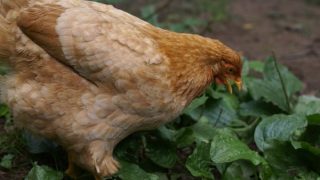 Raising chickens can get expensive, we've found 10 ways to dramatically cut the costs of feed