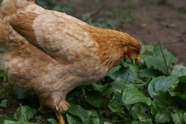 A chicken eating weeds.