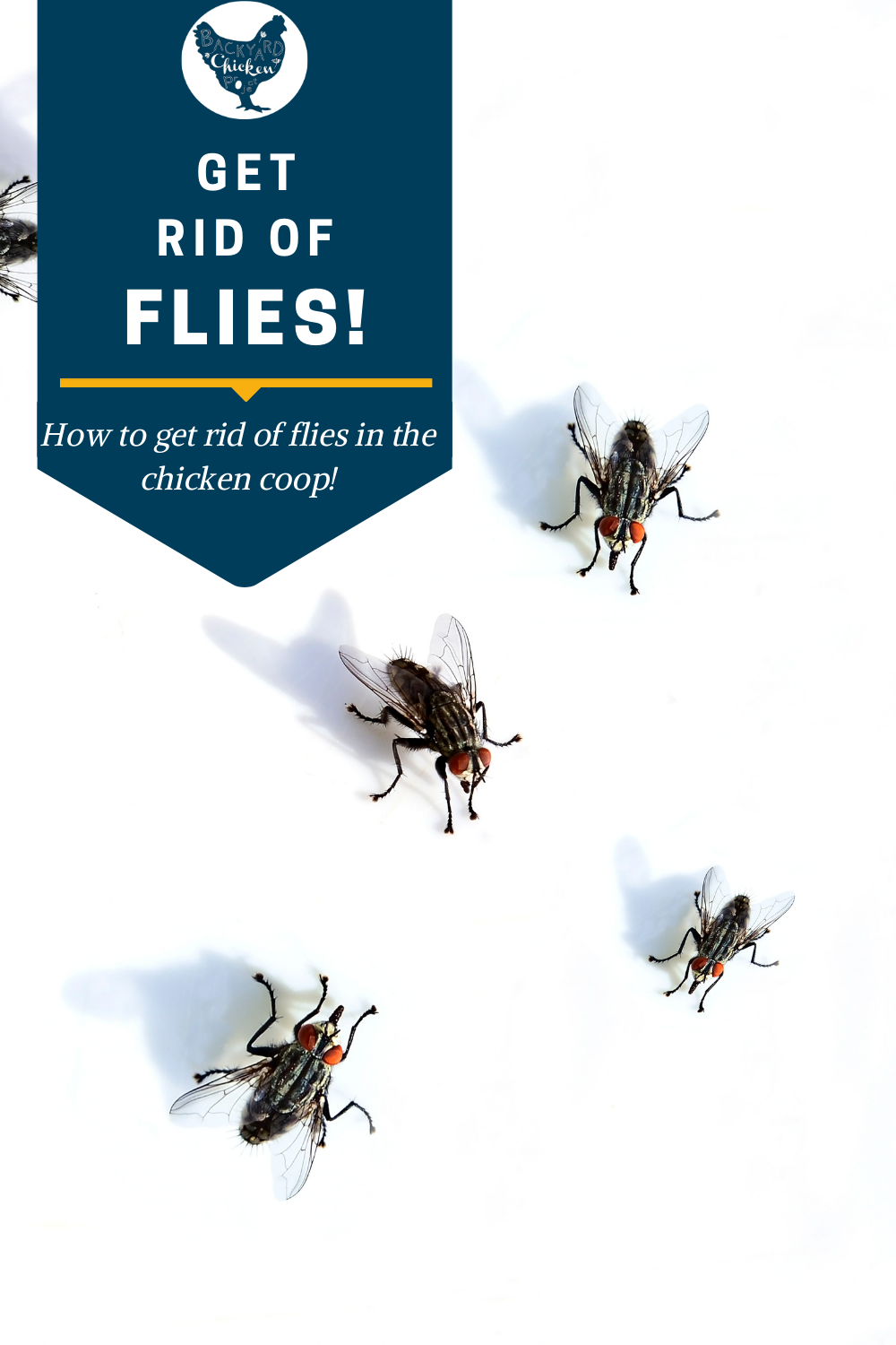 Our Top Tricks to Get Rid of Flies in the Chicken Coop Backyard