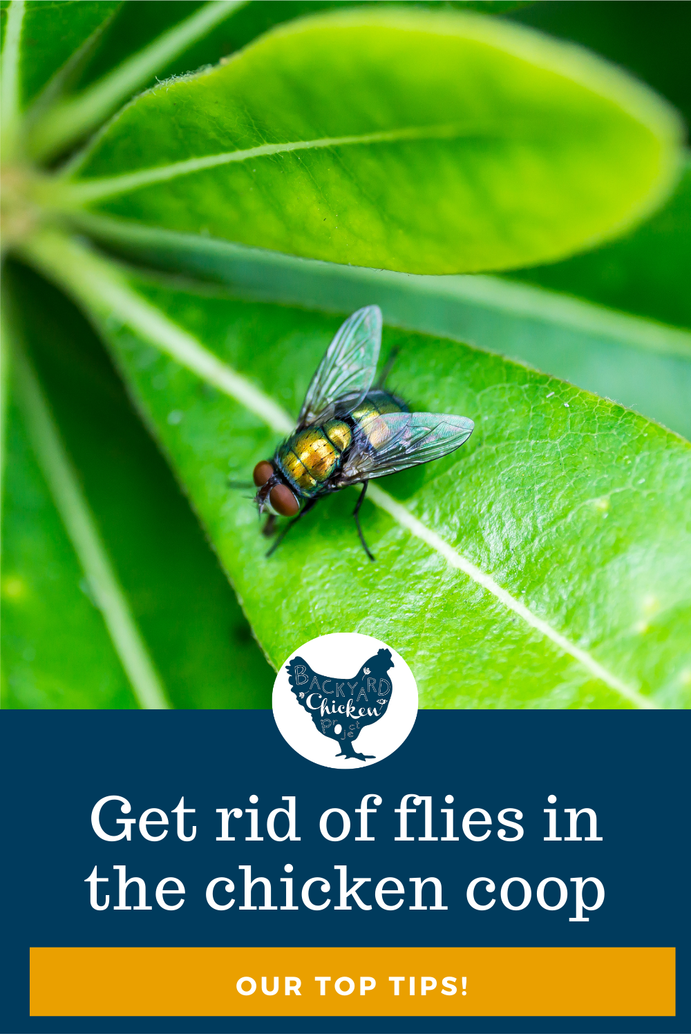 Our Top Tricks to Get Rid of Flies in the Chicken Coop Backyard Chicken Project