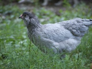If you have chickens, you've dealt with flies. We're sharing several tips and products that actually work to get rid of flies in the chicken coop!