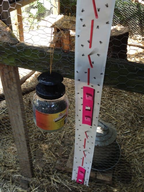 Our Top Tricks to Get Rid of Flies in the Chicken Coop Backyard