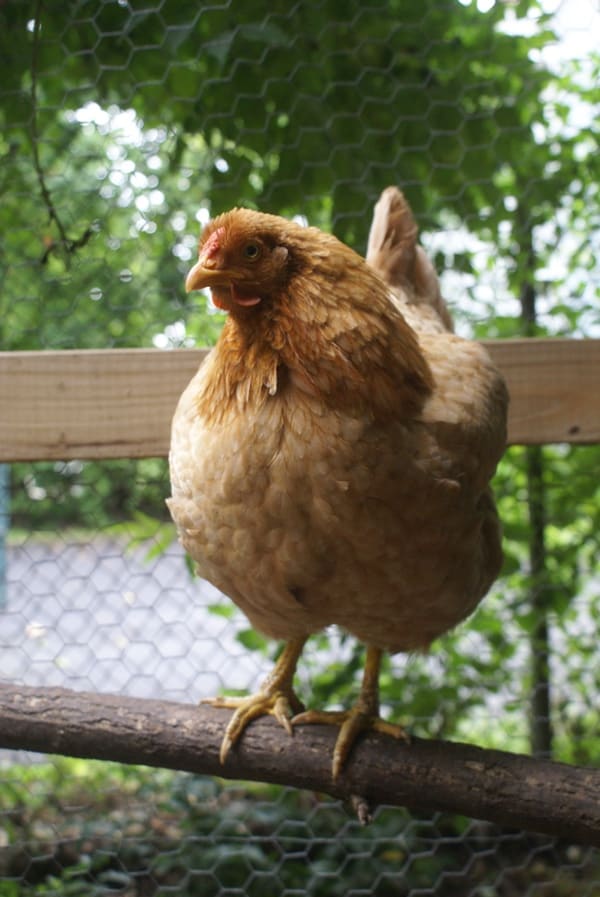 chicken on roost // How to Save Money Raising Chickens on a Budget