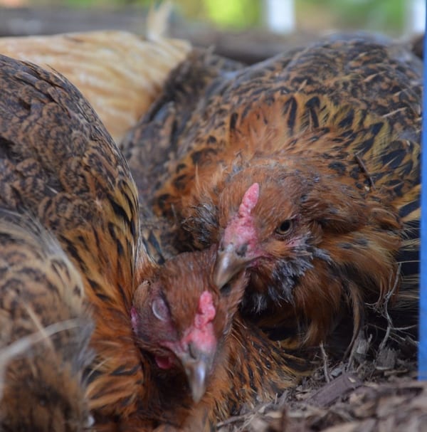 chickens // How to Save Money Raising Chickens on a Budget