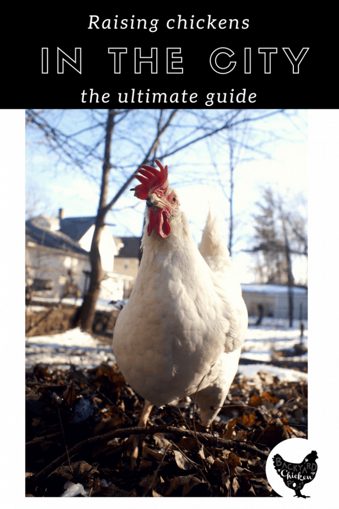 The ultimate guide to raising chickens in the city Backyard Chicken