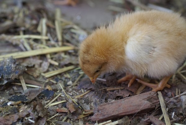 A chick outside pecking at the ground. 