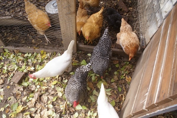 Flock of chickens going through a coop door.