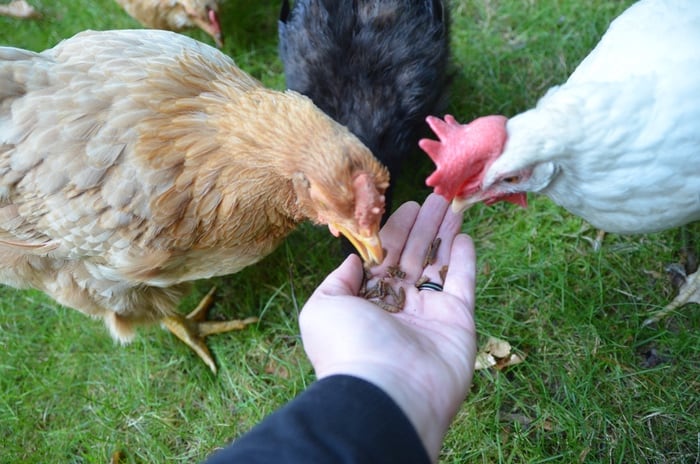 Our hens love tasty grubs so much they eat them right out of our hand!