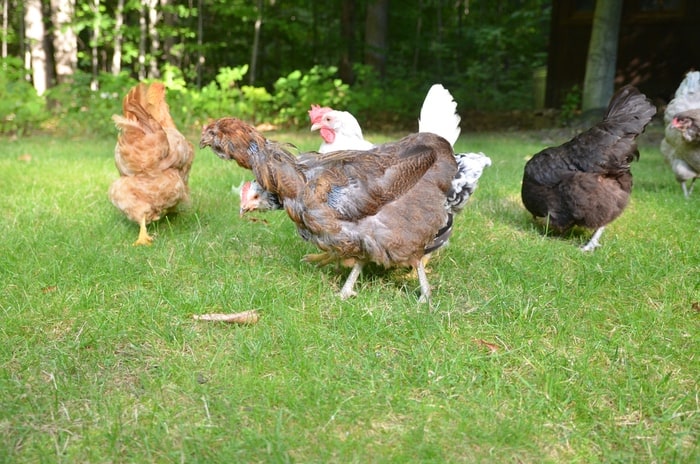 Our hens adore Tasty Grubs, a treat so good they don't know it's good for them!