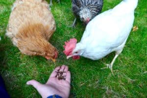 Our hens love tasty grubs so much they eat them right out of our hand!
