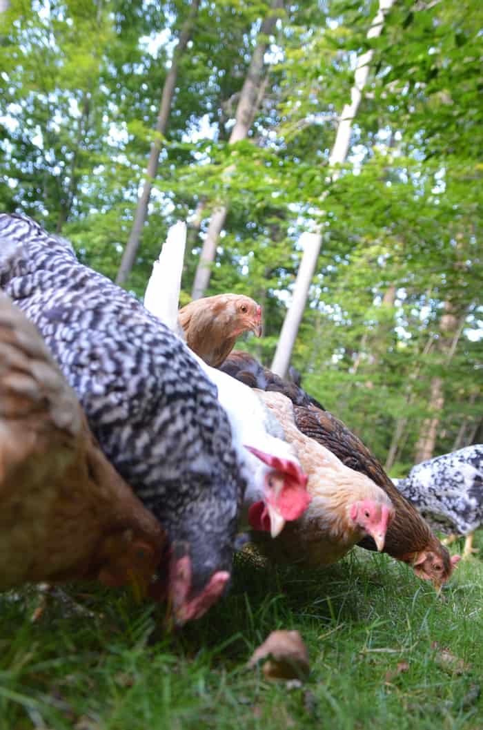 Our hens adore Tasty Grubs, a treat so good they don't know it's good for them!