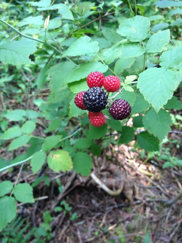 A black raspberry bush.
