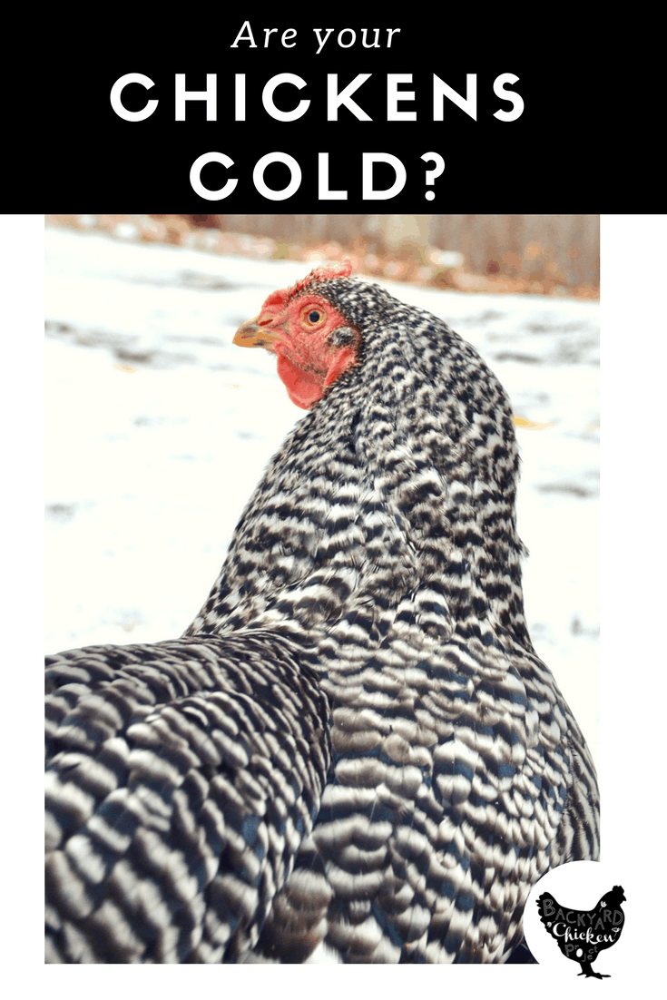 Are your chickens cold? Backyard Chicken Project