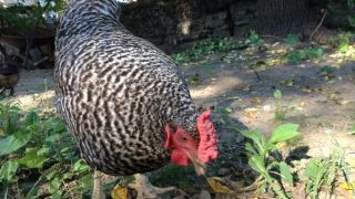 You can seriously save on chicken feed by planting these 12 perennials and letting your chickens go to town!