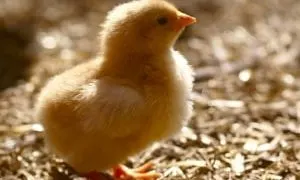 There's a lot of information out there about raising chickens, but that much info. can be overwhelming! We make it easy for you to pick up the basics, with raising chickens for beginners.