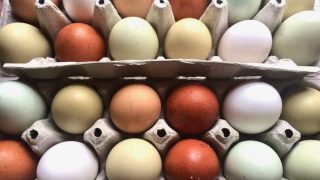 Want to get a basketful of naturally colorful eggs? We'll show you which chicken breeds lay colorful eggs!