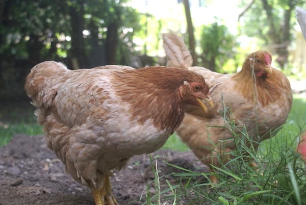 Should you free range chickens? What are the benefits and drawbacks? What choice is right for you? All of these questions and more are answered in this post. 