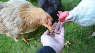 Want to treat your chickens? Here's 100 things you can feed to chickens to fill those happy beaks!