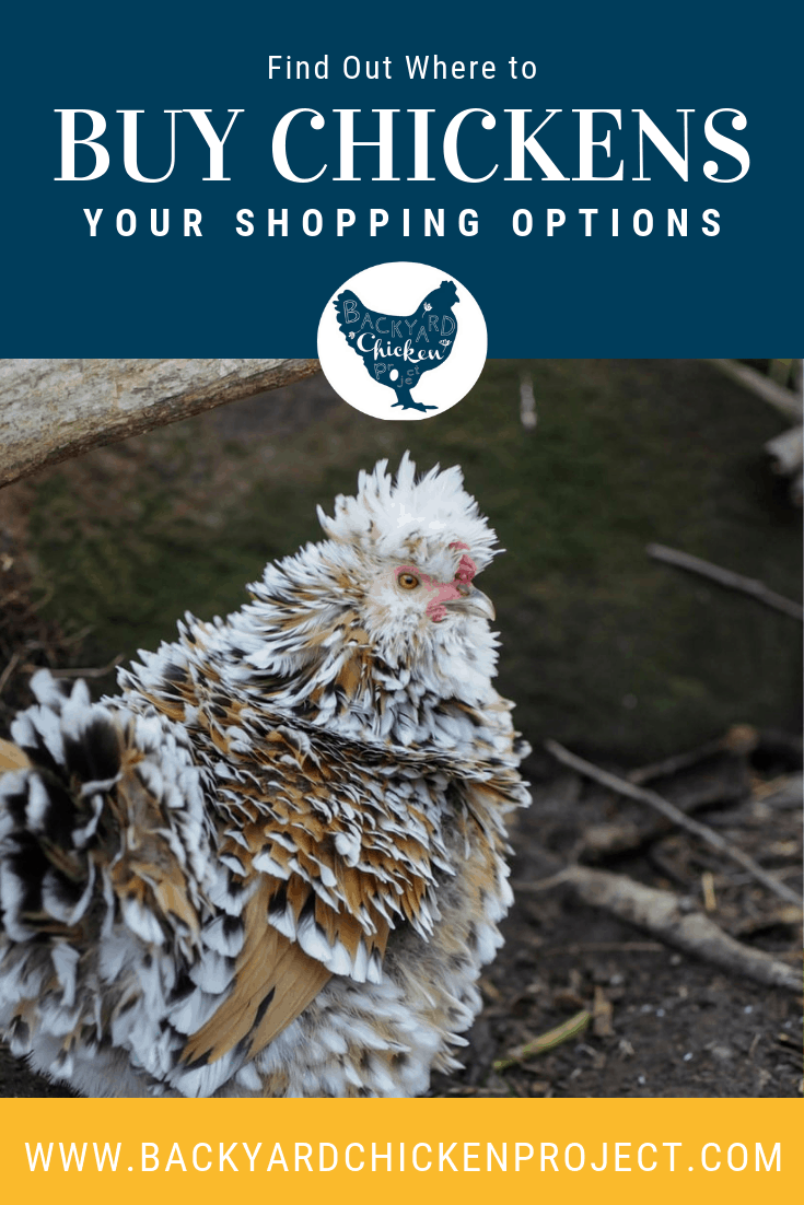 Where Can I Buy Chickens? Exploring Your Options Backyard Chicken Project