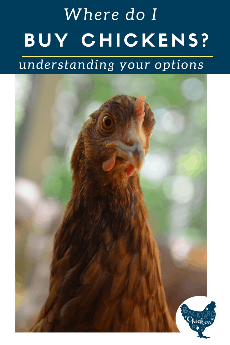 Where Can I Buy Chickens? Backyard Chicken Project