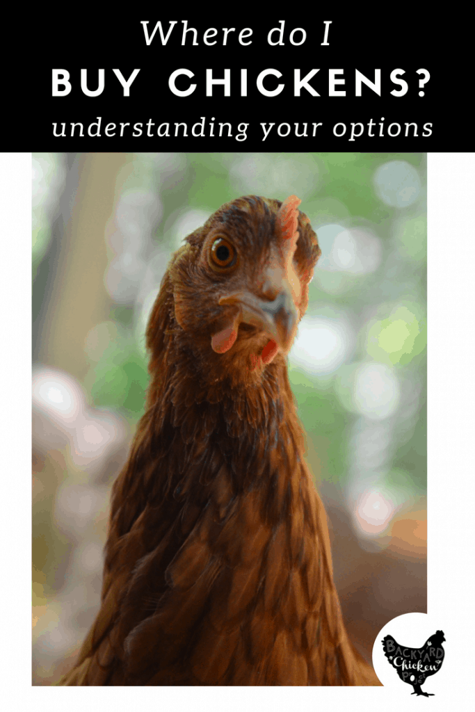 Where Can I Buy Chickens? Backyard Chicken Project