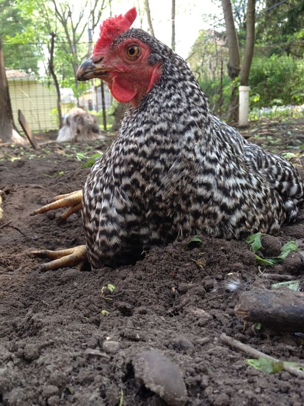 A chicken taking a dust bath in the dirt. 