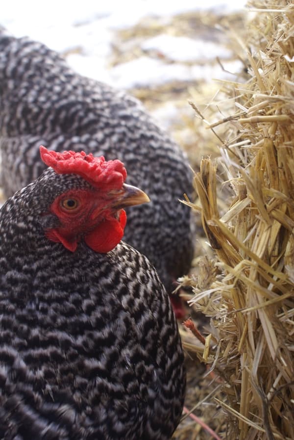 With so many chicken supplies on the market it can be hard to decipher what you truly need from what you absolutely don't. If you're thinking about getting chickens, this post is sure to help you figure out exactly what supplies you'll need.