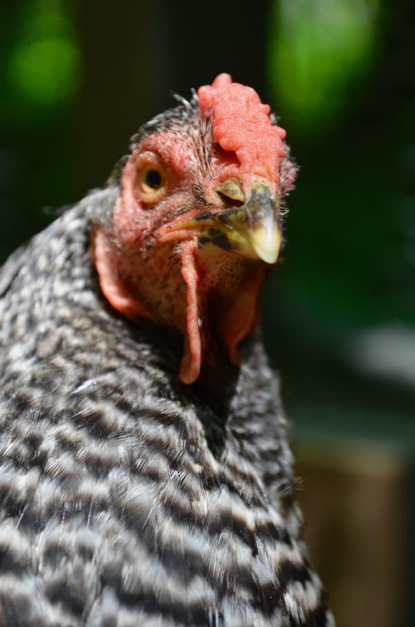 A close up of a Dominique chicken. 