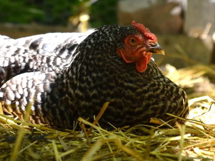 How to Winterize the Chicken Coop 4 Steps for Success Backyard