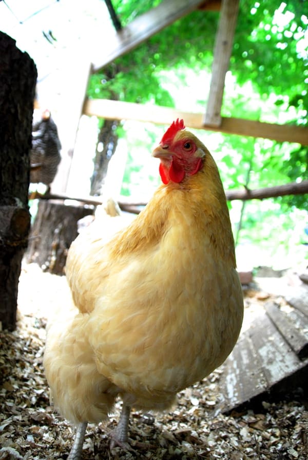 There's a lot to consider before getting chickens. Do you have the time? The money? Does your city or town even allow chickens? Find out everything you need to ask yourself before bringing home that sweet box of peeping chicks.