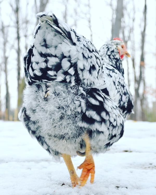 A black and white chicken walking outside in winter