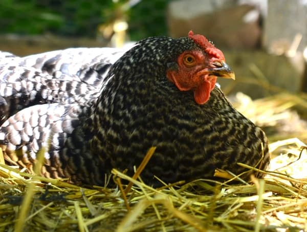A dominique chicken laying in straw
